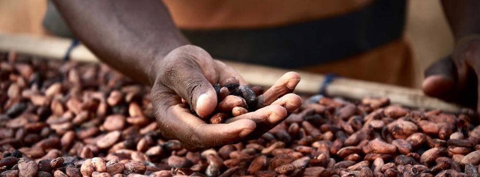 The story of chocolate 